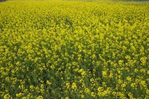 Blooming Yellow Rapeseed flowers in the field.  can be used as a floral texture background photo