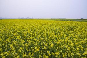 Beautiful Floral Landscape View of Rapeseed blossoms in a field in the countryside of Bangladesh photo