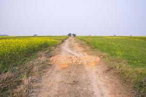 camino de tierra rural a través del campo de colza con el fondo del cielo azul. foto