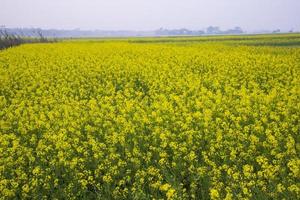 hermoso paisaje floral vista de flores de colza en un campo en el campo de bangladesh foto