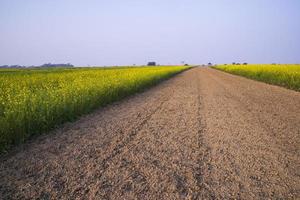 Rural dirt road through the rapeseed field with the blue sky background photo