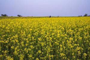 hermoso paisaje floral vista de flores de colza en un campo en el campo de bangladesh foto