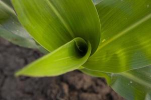 Green Young Corn Tree  Close-up focus in the agriculture field photo