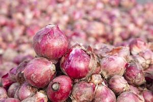 cebolla roja o chalote en el campo agrícola en bangladesh. enfoque selectivo foto