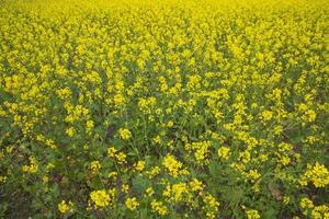 Blooming Yellow Rapeseed flowers in the field.  can be used as a floral texture background photo