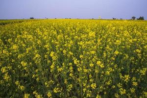 hermoso paisaje floral vista de flores de colza en un campo en el campo de bangladesh foto