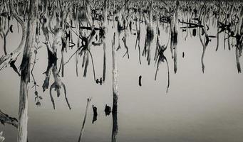 paisaje de bosque de manglar destruido, el bosque de manglar destruido es un ecosistema que ha sido severamente degradado o eliminado debido a la urbanización y la contaminación. ayudar a cuidar el bosque de manglar. foto