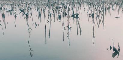 paisaje de bosque de manglar destruido, el bosque de manglar destruido es un ecosistema que ha sido severamente degradado o eliminado debido a la urbanización y la contaminación. ayudar a cuidar el bosque de manglar. foto