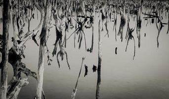 paisaje de bosque de manglar destruido, el bosque de manglar destruido es un ecosistema que ha sido severamente degradado o eliminado debido a la urbanización y la contaminación. ayudar a cuidar el bosque de manglar. foto