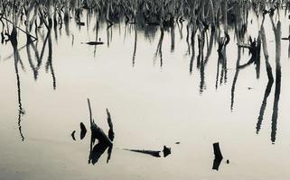 paisaje de bosque de manglar destruido, el bosque de manglar destruido es un ecosistema que ha sido severamente degradado o eliminado debido a la urbanización y la contaminación. ayudar a cuidar el bosque de manglar. foto