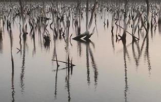 paisaje de bosque de manglar destruido, el bosque de manglar destruido es un ecosistema que ha sido severamente degradado o eliminado debido a la urbanización y la contaminación. ayudar a cuidar el bosque de manglar. foto