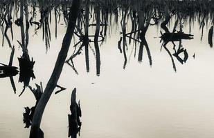 paisaje de bosque de manglar destruido, el bosque de manglar destruido es un ecosistema que ha sido severamente degradado o eliminado debido a la urbanización y la contaminación. ayudar a cuidar el bosque de manglar. foto