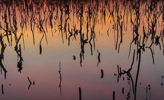 Twilight mangrove forest scenery, Twilight Mangrove forest panorama in the evening , Beautiful mangrove forest Whether it's the warm hues of a twilight or dawn, shimmering reflection of the relax photo