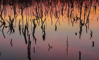 Twilight mangrove forest scenery, Twilight Mangrove forest panorama in the evening , Beautiful mangrove forest Whether it's the warm hues of a twilight or dawn, shimmering reflection of the relax photo