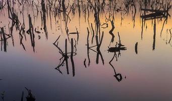 Twilight mangrove forest scenery, Twilight Mangrove forest panorama in the evening , Beautiful mangrove forest Whether it's the warm hues of a twilight or dawn, shimmering reflection of the relax photo