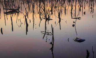 Twilight mangrove forest scenery, Twilight Mangrove forest panorama in the evening , Beautiful mangrove forest Whether it's the warm hues of a twilight or dawn, shimmering reflection of the relax photo