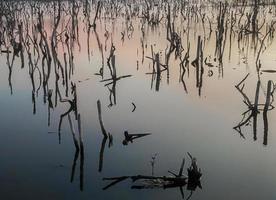 Twilight mangrove forest scenery, Twilight Mangrove forest panorama in the evening , Beautiful mangrove forest Whether it's the warm hues of a twilight or dawn, shimmering reflection of the relax photo