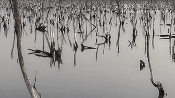 paisaje de bosque de manglar destruido, el bosque de manglar destruido es un ecosistema que ha sido severamente degradado o eliminado debido a la urbanización y la contaminación. ayudar a cuidar el bosque de manglar. foto