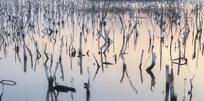 paisaje de bosque de manglar destruido, el bosque de manglar destruido es un ecosistema que ha sido severamente degradado o eliminado debido a la urbanización y la contaminación. ayudar a cuidar el bosque de manglar. foto