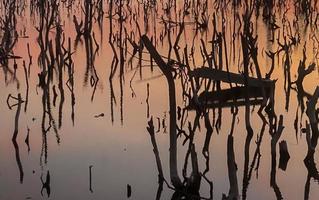 Twilight mangrove forest scenery, Twilight Mangrove forest panorama in the evening , Beautiful mangrove forest Whether it's the warm hues of a twilight or dawn, shimmering reflection of the relax photo