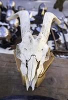 Medieval goat skull photo