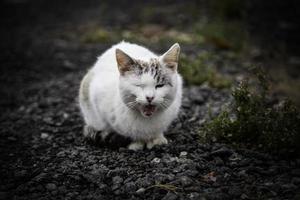 Abandoned white cat photo