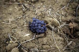 Dry grapes in a vineyard photo