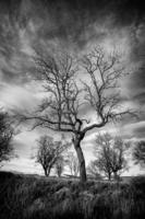 árbol espeluznante en blanco y negro foto