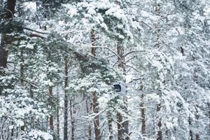 Drone flying in winter forest photo