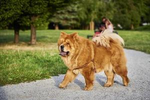 perro chow chow en el parque foto