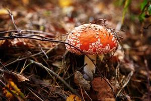 Red fly agaric in autumn forest. Poisonous mushroom. Amanita muscaria, closeup photo