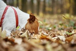 Dog walking in autumn park with leaves photo