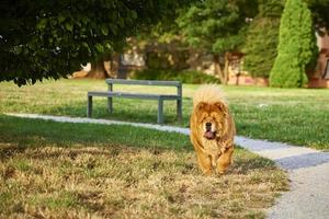 Chow chow dog in the park photo