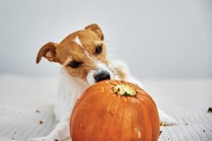 Dog gnaws orange pumpkin indoors photo