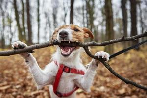 Dog play with a branch in autumn forest photo