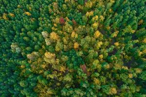 vista aérea de las montañas cubiertas de bosque de otoño foto