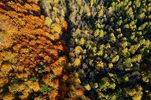 Road through forest, aeroal view photo