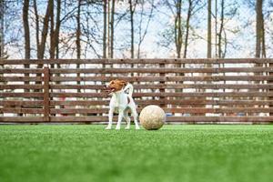 DOg play football on the field photo