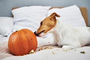 Dog gnaws orange pumpkin indoors photo