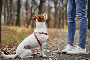 Woman with dog walk in autumn park photo