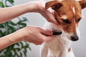 Woman brushing dog. Owner combing Jack Russell terrier. Pet care photo