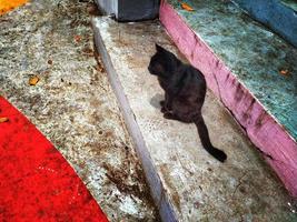 black cat alone on colored stairs photo