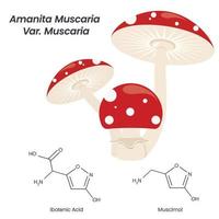 Amanita muscaria magia toadstool seta ilustración vectorial gráfico vector