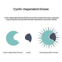 quinasas dependientes de ciclina infografía científica de ilustración vectorial vector