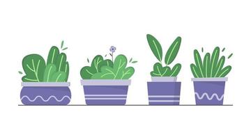 conjunto de linda planta en maceta dibujada a mano, planta de interior, ilustración de planta de decoración del hogar vector