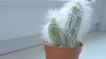 Fluffy espostoa cactus in an orange pot on a windowsill video