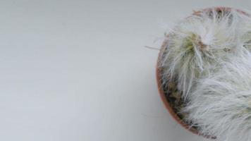 Fluffy espostoa cactus in an orange pot on a windowsill video