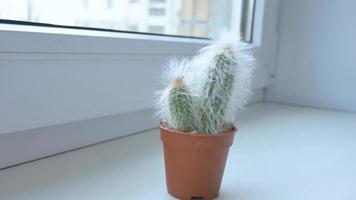 Fluffy espostoa cactus in an orange pot on a windowsill video