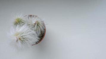 Fluffy espostoa cactus in an orange pot on a windowsill video