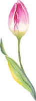 Single tulip. Watercolor illustration png